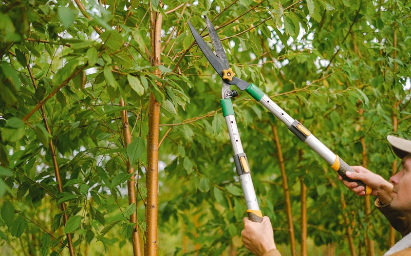 Tree trimming in Ibapah, UT